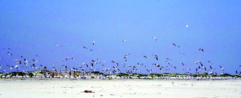 KUAKATA (Patuakhali): A large number of guest birds arrived at Kuakata sea beach. But the spot is touristless due to severe cold and dense fog. This picture was taken from Kauar Char area on Wednesday. Banglar Chokh