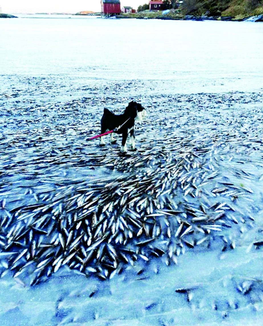 A school of fish was flash frozen in Norway. Agency photo