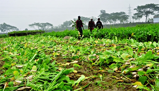 Farmers are destroying rotten vegetable in the field in absence of buyers due to blockade across the country. Even they can't wait for long to sow new seeds in the plantation season. This photo was taken from Dallyagram in Manikganj.