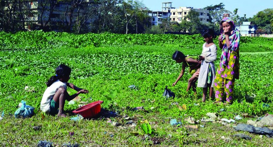 SYLHET: Minor children are busy in collecting vegetables for their livlihood instead of attending school. This picture was taken from Baluchar area of Nabab Road in Sylhet on Monday.