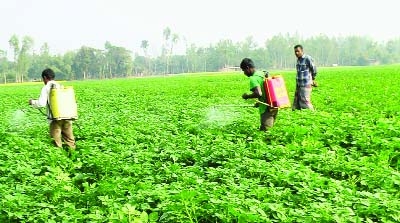 JOYPURHAT: Farmers spraying pesticides in their potato fields as most of the cultivated plants have been affected by the late bride disease. This picture was taken from Khetlala Upazila in Joypurhat yesterday.