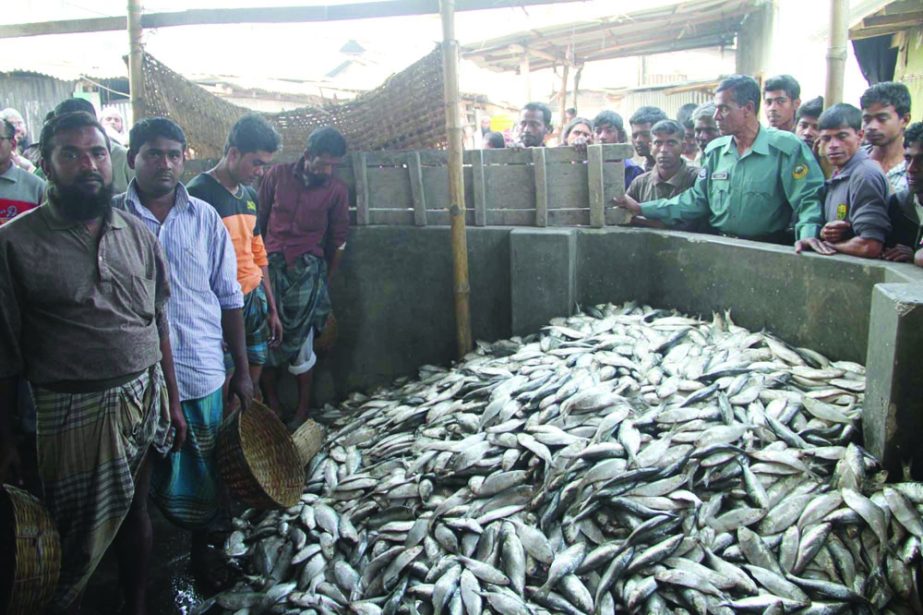 BARISAL: A view of seized Jatka from Kirtankhola river in Barisal on Friday.