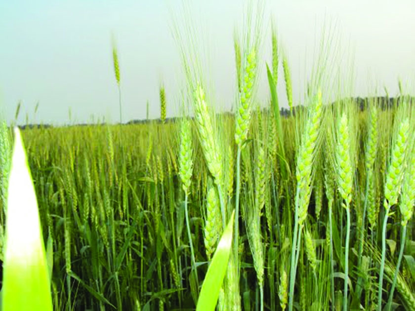 NARSINGDI: A view of wheat field at Narsingdi. This picture was taken on Monday.