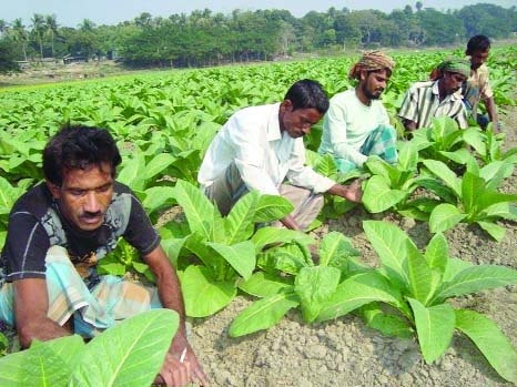 JHENIDAH: Farmers in Jhenidah are cultivating tobacco instead of crop in their lands as they are getting dadon(interest based loan). This picture was taken from Horinakundo Upazial on Thursday.