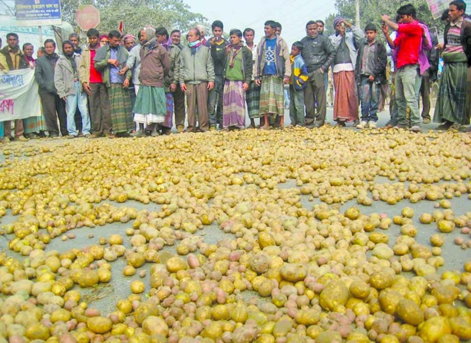 DINAJPUR: Potato farmers in Dinajpur put down potatoes on the road at Old Shaheed Minar Crossing to protest the low-price of their product. This picture was taken on Wednesday. FNS