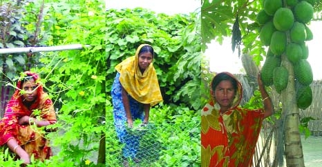RANGPUR: The distressed char women achieve self-reliance through homestead vegetables' farming on raised plinths with the CLP assistance in remote areas on the Brahmaputra basin in recent years.