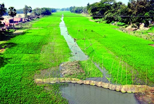 Once a mighty river, Brahmaputra turned into cropland in absence of dredging the river bed. This photo was taken from Kharampara CNB Bazar of Shibpur in Narsingdi on Saturday. Photo: Rafiqul Islam