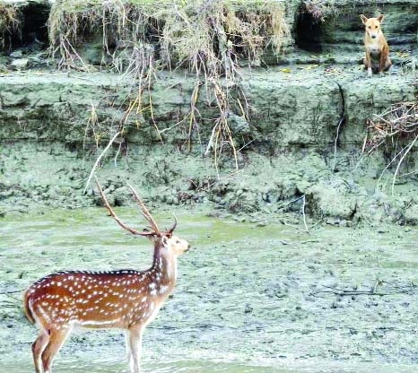 NAOKHALI: An afraid spotted deer is looking at a wild dog on his way home at Nijhum Deep in Hatiya. A large number of spotted deers were killed by wild dogs recently . This picture was taken on Monday.