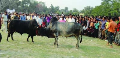 NARAIL: A view of traditional bull fight held at the 3rd day of Sultan Mela at Govt Victoria College field in Narail on Thursday.