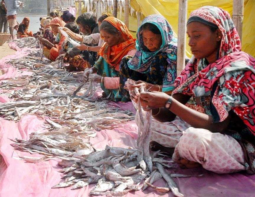 Women are busy in dry fish processing works at Najira area in Coxs' Bazar . This picture was taken on Thursday.