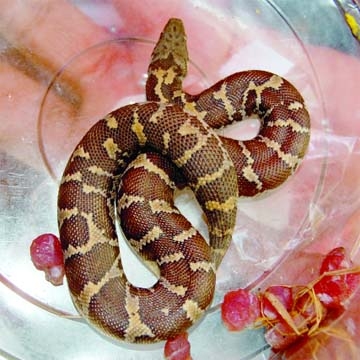 To his great surprise a fruit trader of city's Gulistan discovered a baby python inside a box of imported grapes in the city's Gulistan area on Thursday. The fruit trader, Mohammad Zia, who runs a fruit shop in front of Sundarban Square at Gulistan, fou