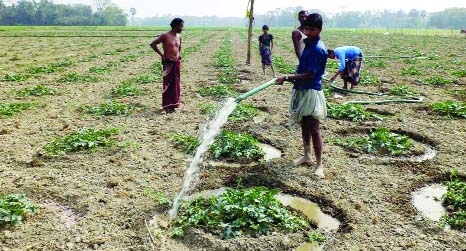 NOAKHALI: Farmers are taking care of their watermelon field. Watermelon are cultivated in 300 hectors of land in Subarnochar in Noakhali. This picture was taken on Thursday.