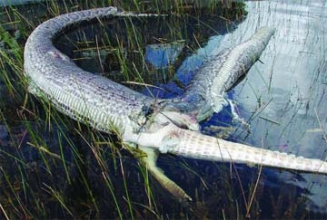 Nine years ago in Florida, a python burst trying to swallow an alligator.