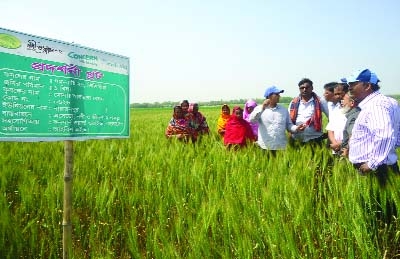 CHAPAINAWABGANJ: A view of demonstration plot of wheat cultivation under River and Life Project-2 in remote char areas in the district.