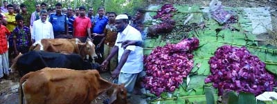 CHUNARUGHAT(Habiganj): Villagers recovered five lifted cows with meat in Chunarughat recently.
