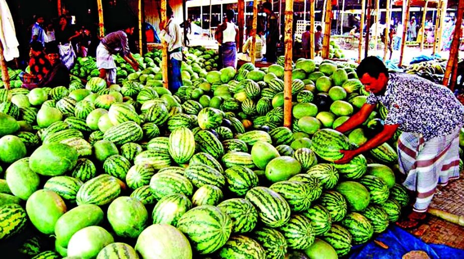 Watermelon, one of the summer fruits of Bangladesh flooding city markets although prices are still high. This photo was taken from Jatrabari area on Wednesday.
