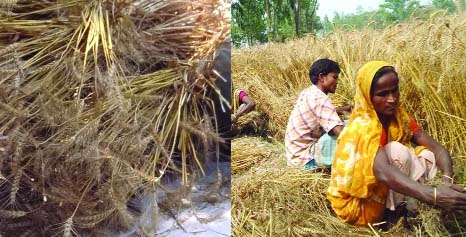 RANGPUR: Wheat harvest continues in full swing in N region .