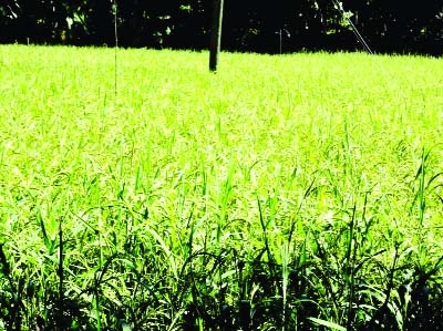 NARSINGDI: A field of boro paddy at village Mohorpara in Shibpur upazila in the district.