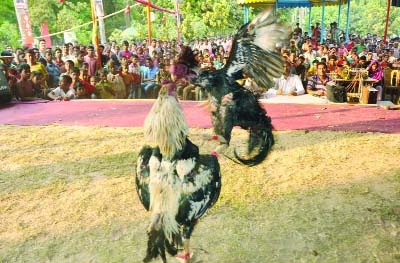 BOGRA: A view of a cock fight held at the 5-daylong Baishakhi Mela in Bogra organised by Bogra Theater on Wednesday.