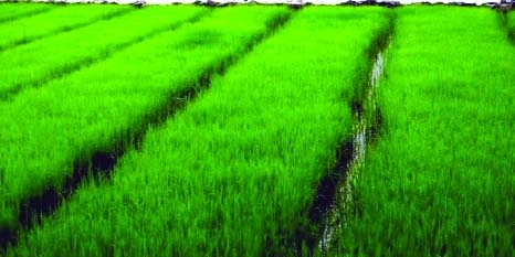 RANGPUR: A seedbed of short duration Parija variety Aus paddy now ready for transplantation .
