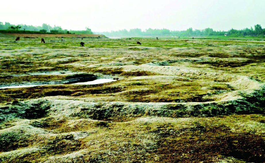 Once a mighty River Atrai at its many points of Naogaon has turned into grazing field. This photo was taken recently.