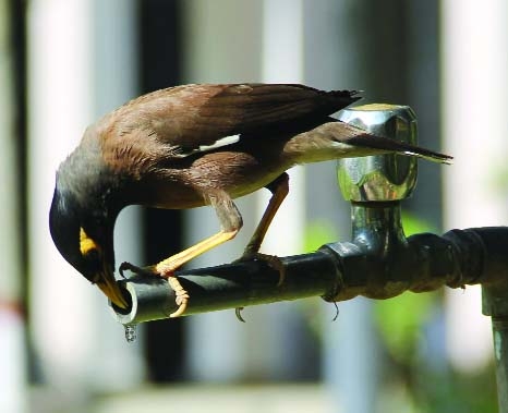 BOGRA: A thirsty martin taking water from an abundant pipe line due to the heat weave. This picture was taken from Bogra on Thursday. Photo:Milon Alam
