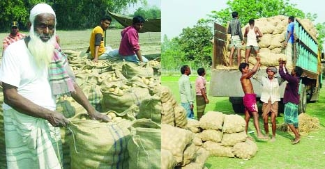 RANGPUR: A happy farmer with bumper potato production (Left) and potato being loaded at Haragach Bazar ( Right ) on Friday for exporting through Chittagong Sea Port .