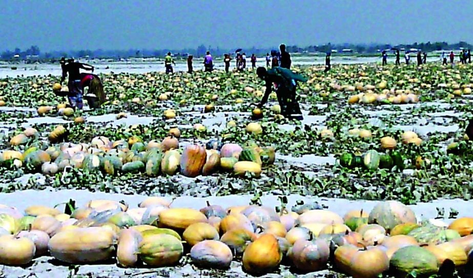 As the Teesta River basins have turned into dry land following scanty supply of water from Indian part, pumpkin are abundantly cultivated there. This photo was taken from Kurigram district recently.