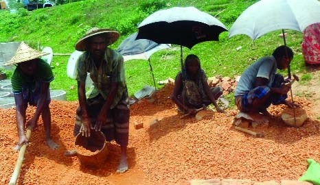 Gouripour(Mymensingh): Day-labourers were busy on the May Day in Gouripur upazila in Mymensingh . Photo: Raihan Uddin Sarker