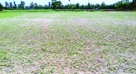 RANGPUR: Tender jute plants growing excellent and sowing of the jute seed gets full momentum now following recent rainfall everywhere in the northern region.