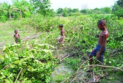 MELANDAH(Jamalpur): Miscreants cut down trees of a fruit garden owned by farmer Abdul Awal at Thuri Khalerpar village recently.