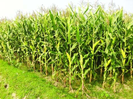 NARSINGDI: A view of a maize field at Kamalapur village in Narsingdi Sadar Upazila on Saturday.