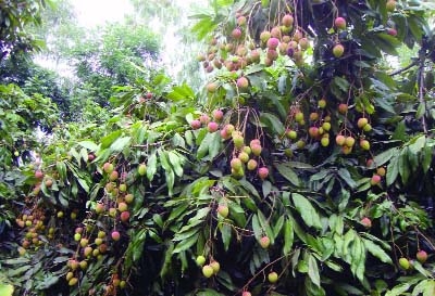 NARSINGDI: A view of litchi orchard in Razaidi village of Polash Upazila predicts bumper harvest this season. This picture was taken on Tuesday.