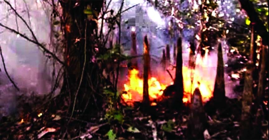 Fire fighters and forest workers trying to douse the flames as 8 acres of Sundarbans being burnt on Thursday.