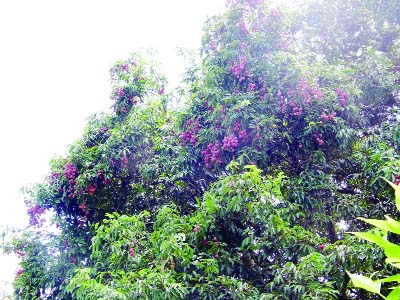 KULAURA (Moulvibazar): A view of affected litchi garden at Juri Upazila. The picture was taken on Monday. .