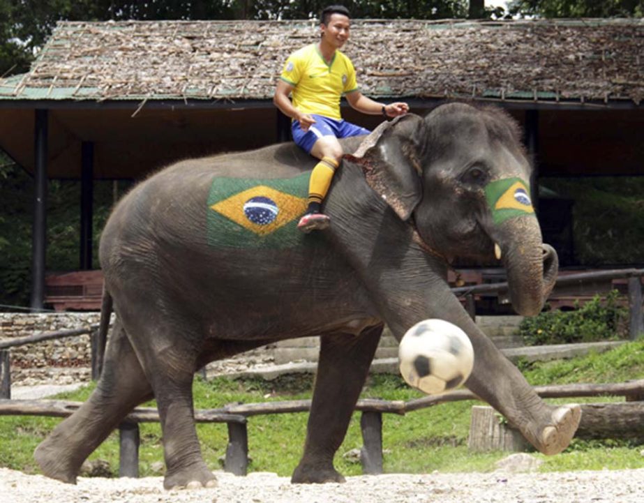A mahout or elephant keeper in Brazil soccer national team jersey guides his elephant to kick the ball during a 2014 FIFA World Cup Brazil promotion at Mae Sa Elephant Camp in Chiang Mai province, northern Thailand on Saturday.