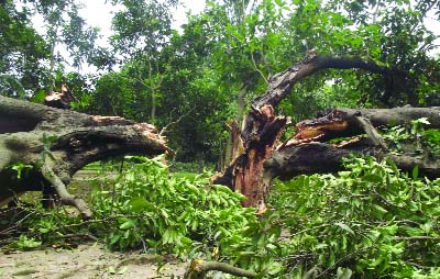CHAPAINAWABGANJ: Nor'wester damaged trees at Shibgabh Upazila on Wednesday.