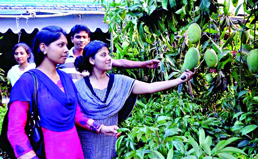 Visitors and buyers at a month-long tree fair organised in the city's Sher-e-Bangla Nagar on Friday.