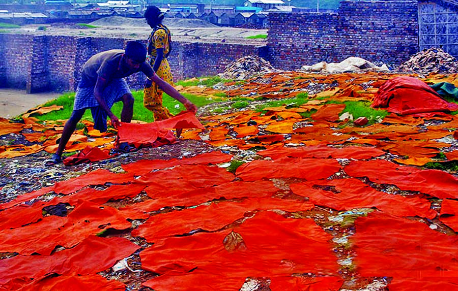 Tanners are engaged in drying refined hide. The snap was taken from the city's Hazaribagh area on Wednesday.