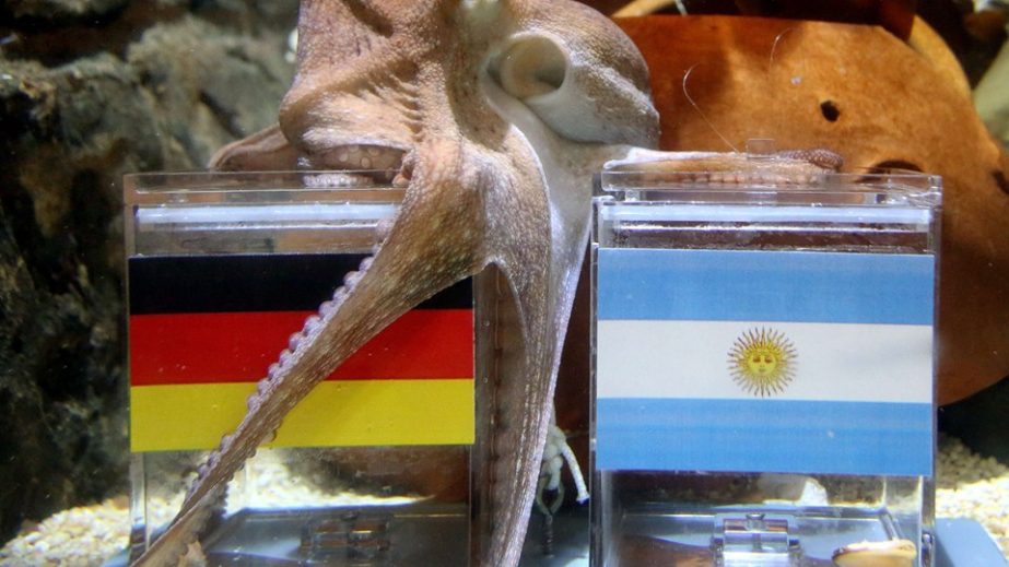 Male octopus "Kleiner Paul" (Little Paul) embraces with its tentacles a feeding box covered with the German flag (L) next to a box with the Argentinian flag during an oracle event at Sea Life Aquarium in Oberhausen, western Germany on Friday, a few days