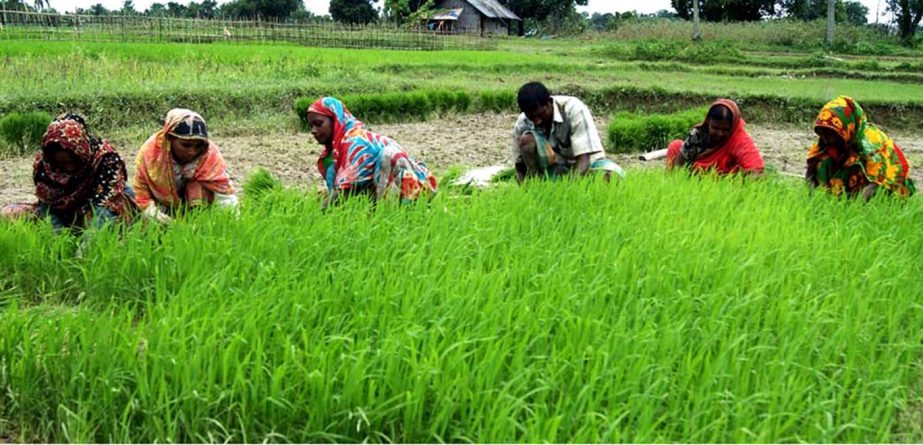 Farmers are busy in planting saplings in Babuchara area in Khagrachhari . This picture was taken on Wednesday. Photo Banglar Chokh