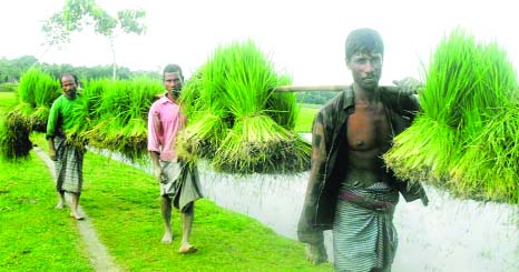 RANGPUR:Farmers become busy in carrying Aman seedlings for transportation in their fields after getting long-awaited rains on Thursday in the district.