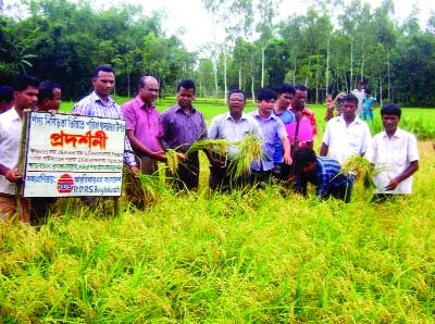 LALMONIRHAT :Officials of Agriculture Department , RDRS Bangladesh and farmers visiting short duration crop Pariza Rive variety at Panchagram village in Lalmonirhat Sadar upazila.