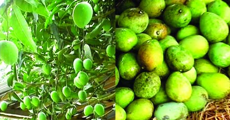 RANGPUR: Farmers achieved hamper production of fibre-less and tasty local variety Haribhanga mango this year.