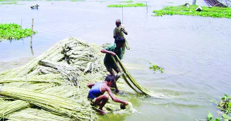 RANGPUR: Farmers separating jute fiber in full swing amid adequate water following rainfall in northern districts .