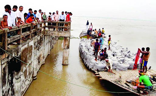 LOCAL INITIATIVE: People of Dhunot in Bogra on their own started dumping sand bags to protect the partially damaged embankment by the on rush of flood waters on Monday.