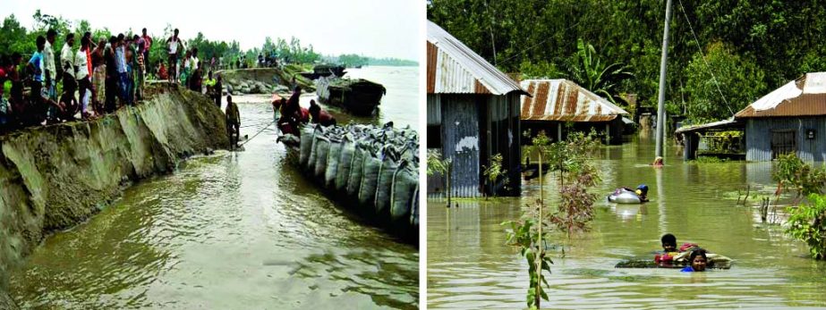 As the Jamuna Ring Embankment near Sariakandi under Bogra (left) gave in on Thursday night at least 20,000 homes in several villages got inundated. Many of the inmates could save their household goods and other essentials (right). Photo shows some local r