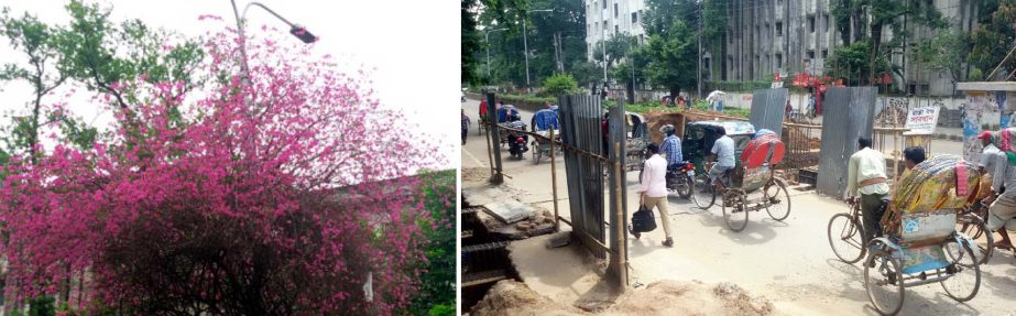 (Left)The first picture was taken on June 14' 2014 from Nilkhet area of Dhaka University Campus of the trees with full-bloomed flowers of different seasonal varieties making the entire vicinity as a place of natural scenic beauty spot. (Right) The second