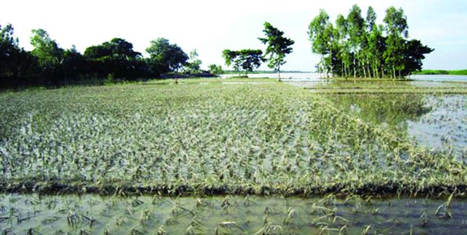 RANGPUR: The recent floods have damaged standing crops on 76,848 hectares of land causing production of 2.78 lakh tones crops worth Tk 587 crore losses affecting 5.33 lakh farmers in eight riverside northern districts along the Brahmaputra basin.