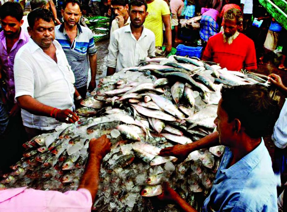 Despite ban on Jatka catching unscrupulous fish traders openly selling Jatka with big one in a port city market on Friday.